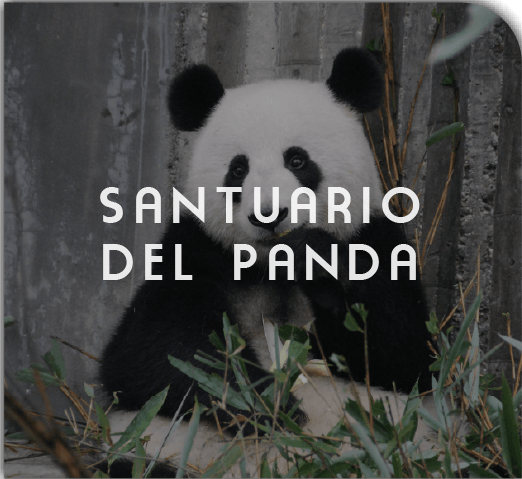 Asiatic Connection: Visita China en nuestro formato Santuario del Panda