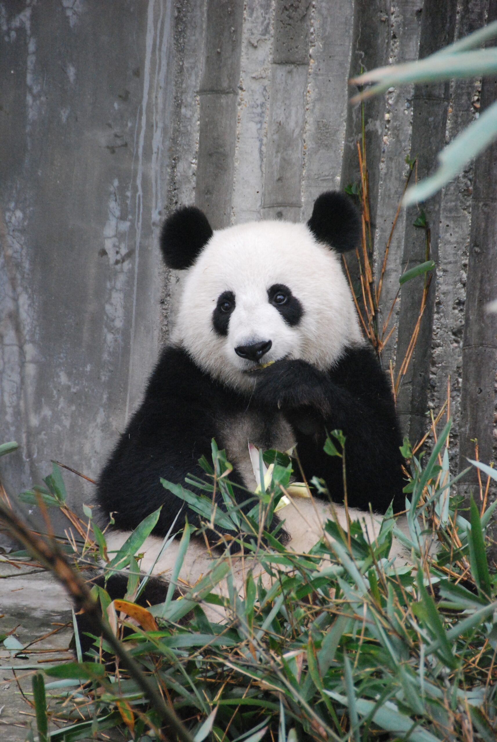 Asiatic Connection: Visita China en nuestro formato Santuario del Panda